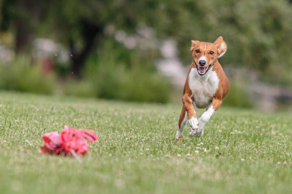 Catawba Valley Obedience Club, Hickory, NC